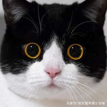 影帝级别的牛奶猫,两只圆圆的大眼睛,随手照一张都是表情包