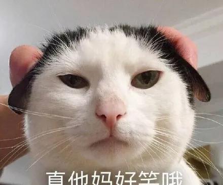 猫咪也有各自性格特点,快来看看你家猫是哪个