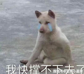 狗狗被打却不反抗,不只是把你当老大,还有这几个原因