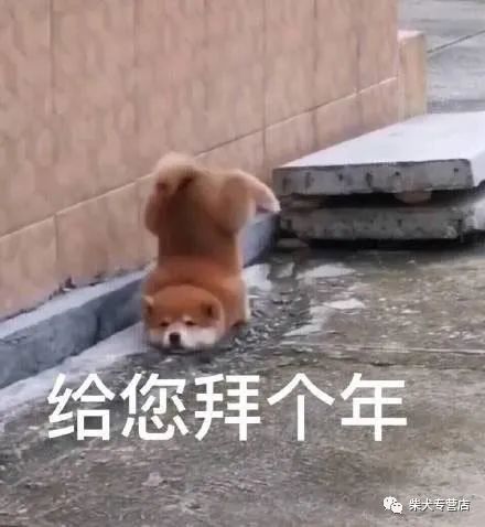 柴犬萌贱表情包合辑,不笑算我输