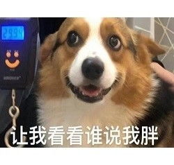 心心念念的小柯基的可爱表情包