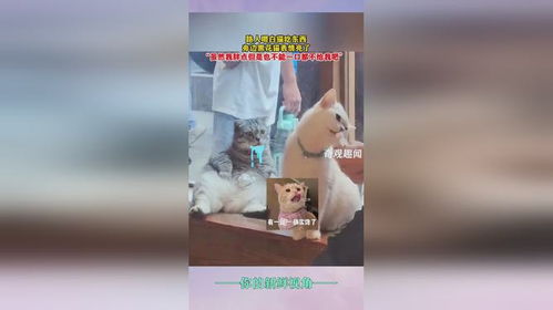 路人喂白猫吃东西旁边黑花猫表情亮了虽然我胖点但是也不能一口都不给我吧