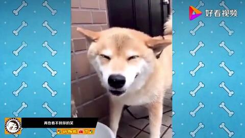 它的笑容治愈了无数人,一只叫北登的柴犬心都融化了太可爱了
