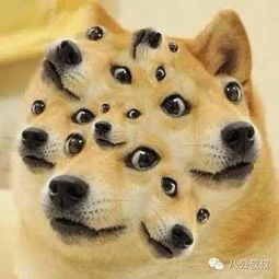 表情包神烦狗背后的故事