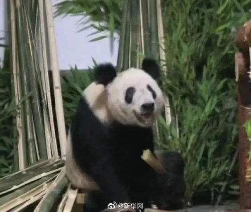 丫丫平安抵达北京动物园一到家就被竹子包围