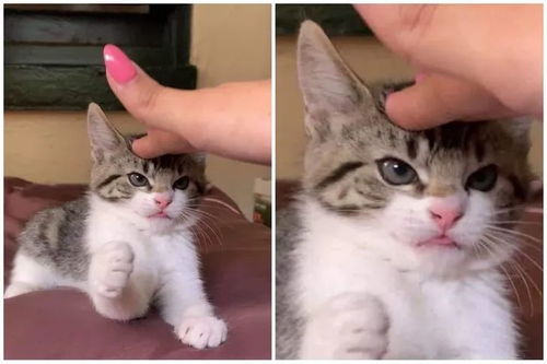 猫咪生气时是什么表情为什么我反而觉得很可爱