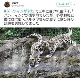 雪豹妈妈教孩子怎么从高处跳下去,这表情绝了