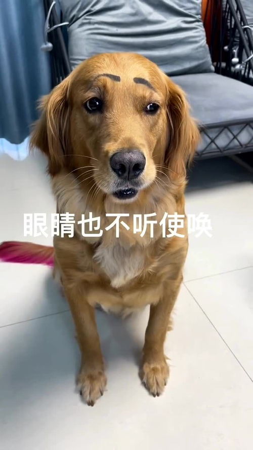 狗子跟着不靠谱的主人,试吃跳跳糖,接下来表情管理失败