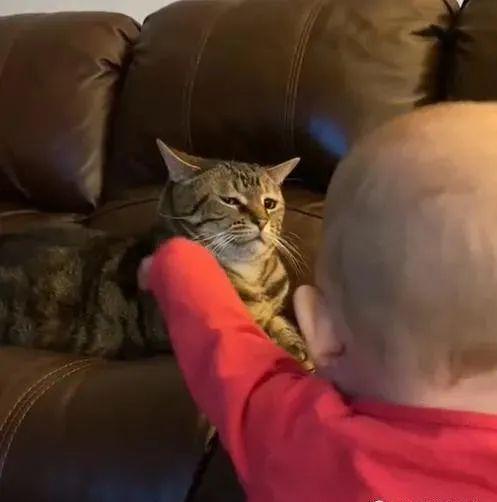 猫猫斜眼表情包