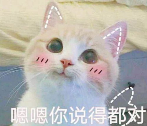 流氓兔动图表情包猫咪