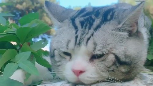 说出来你们可能不信,我家的猫咪失恋了,瞧它那抑郁的小表情