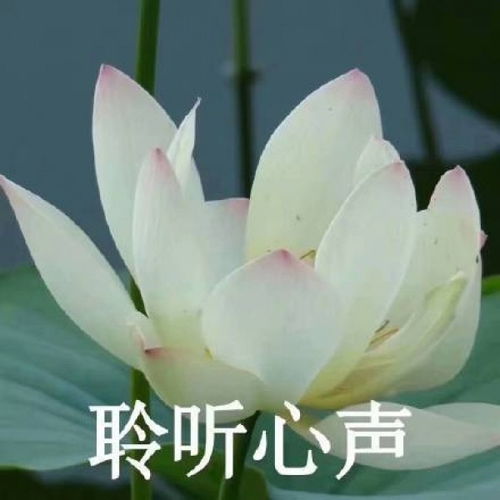 头像打入老年俱乐部就靠这组头像