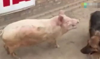 德牧打架没输过,这次竟然输给了一头猪,网友笑喷了