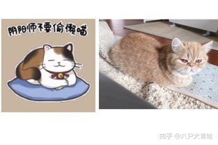 你的宠物叫什么名字有什么特别的含义吗