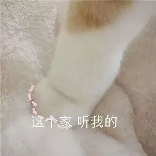 高级舔狗文案