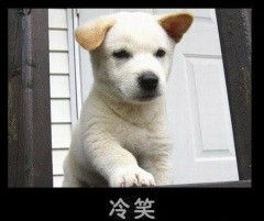 悲伤的狗狗表情包
