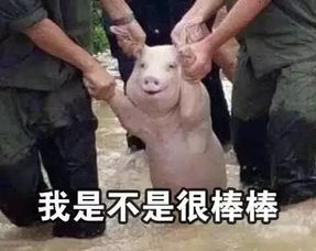 今天,我们要为一只猪正名这只冲出国门的表情包小猪,是咱钦州的