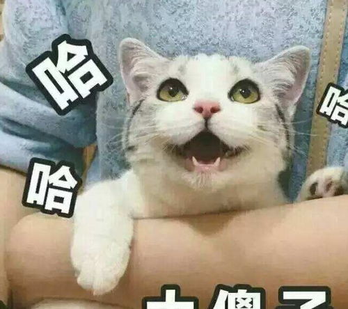 搞笑段子要不是天气太热我早就躺下了,谁赔给谁还一定呢