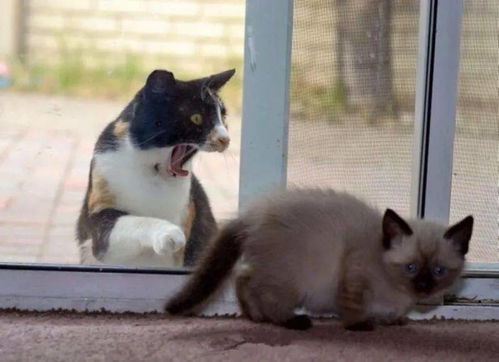 要不要告诉奶牛猫,其实它是一只猫啊