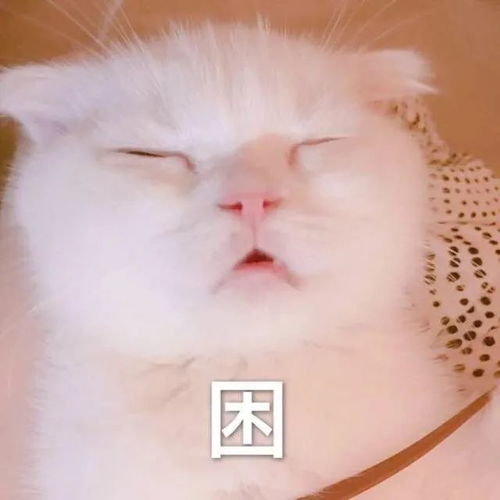 表情包猛虎落泪