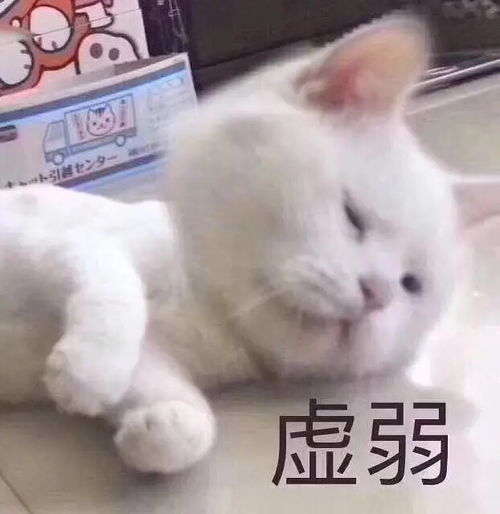 刘亦菲王祖贤们有没有连帽大衣推荐呀救救孩子
