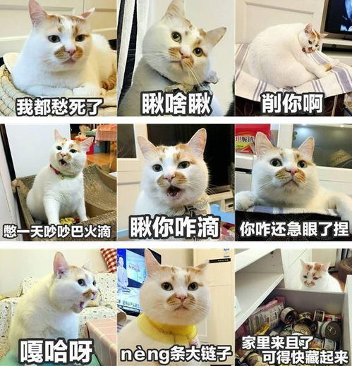 表情包界的扛把子这些猫咪你都认识吗