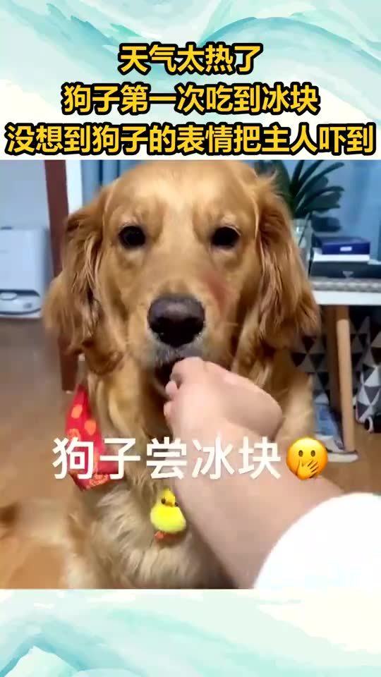 天气太热了,狗子第一次吃到冰块,没想到狗子的表情把主人吓到了