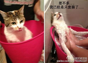 猫咪洗澡前后对比搞笑图片喵星人你的高冷呢