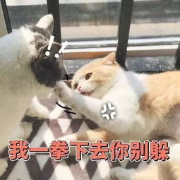 今日热门猫咪表情包网恋吗我嘤嘤嘤