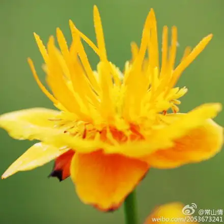 一朵鱼月亮的相册拈花惹草