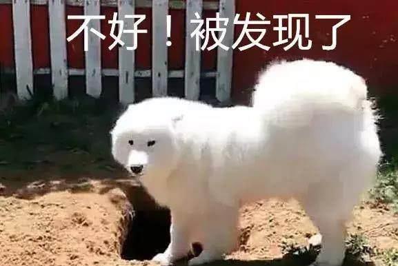 远看以为一只大白兔在刨坑,走近后网友看呆了