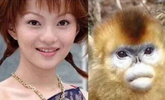 猫界的李荣浩爆红网友笑翻说根本就是李荣浩