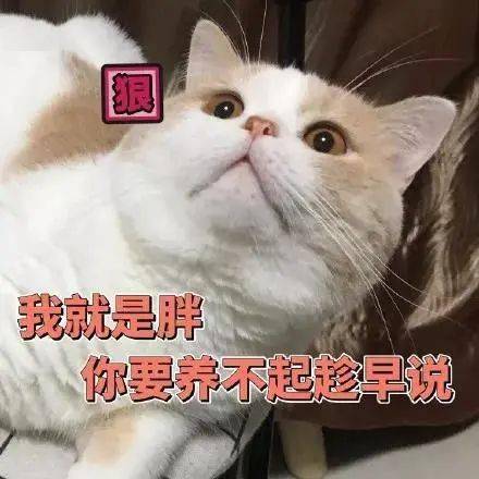 今日愿望想要一夜抱富丨第180期喵表情