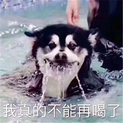 值得你去珍藏的超级爆笑的聊天表情超实用的聊天搞笑表情