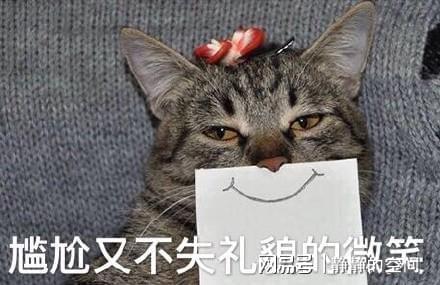 一只猫竟然可以贱到这种程度,网友不敢相信