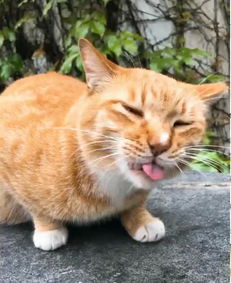 橘猫因超丑表情包爆红,奶凶奶凶的,猫铲屎的,你胆肥了