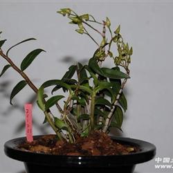 铁皮石斛11苗色有点红