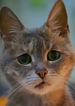 小猫微信头像大全伤感