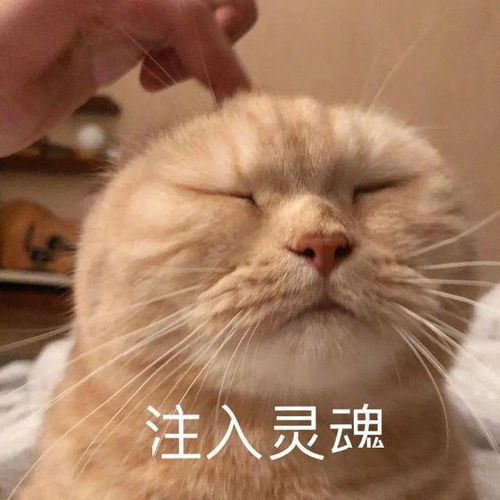 看完这只猫,我的心都化了