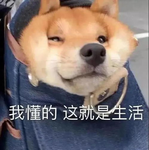 表情包醒醒,上班迟到了