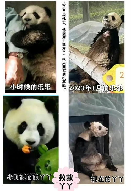 终于吃上嫩竹子,熊猫丫丫愣住了网友泪奔回来吧,祖国才是家大毛大熊猫动物园受威物种濒危物种网易订阅