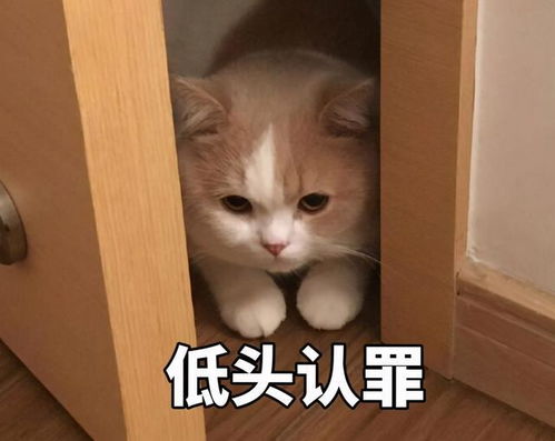 乖巧的猫咪,都会有这些表现,你没白养