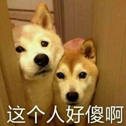 表情包的网站杨蓓蓓