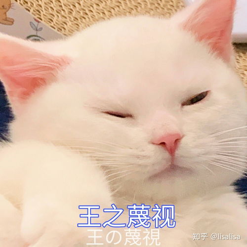 有适合和女生聊天的表情包吗