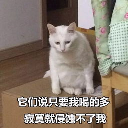 看完这组猫咪表情包后,我哇的一声哭了出来...搜狐宠物搜狐网