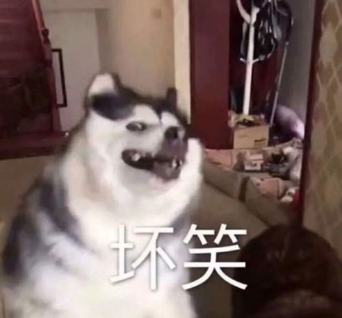 表情包再分享拼多多我就一巴掌