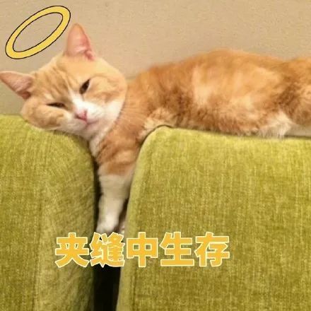 猫猫劈叉表情包