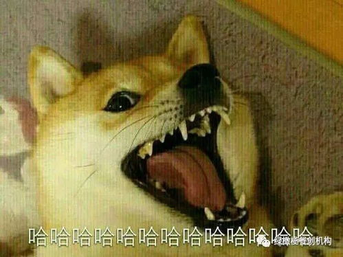 丈夫国,小姐姐了解一下不