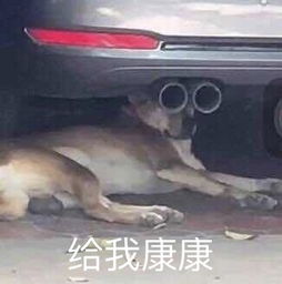 康康表情包