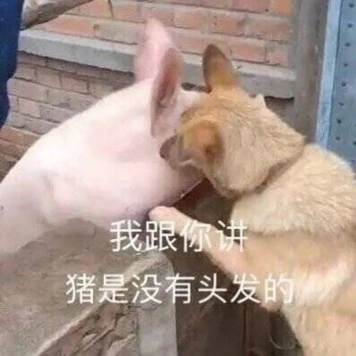 表情包都安排好了会有蚊子替我跟你说晚安